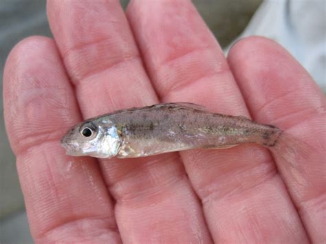 massachusetts freshwater fish species|Freshwater Fish of Massachusetts · iNaturalist.
